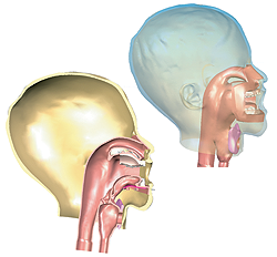 airway_cross_section